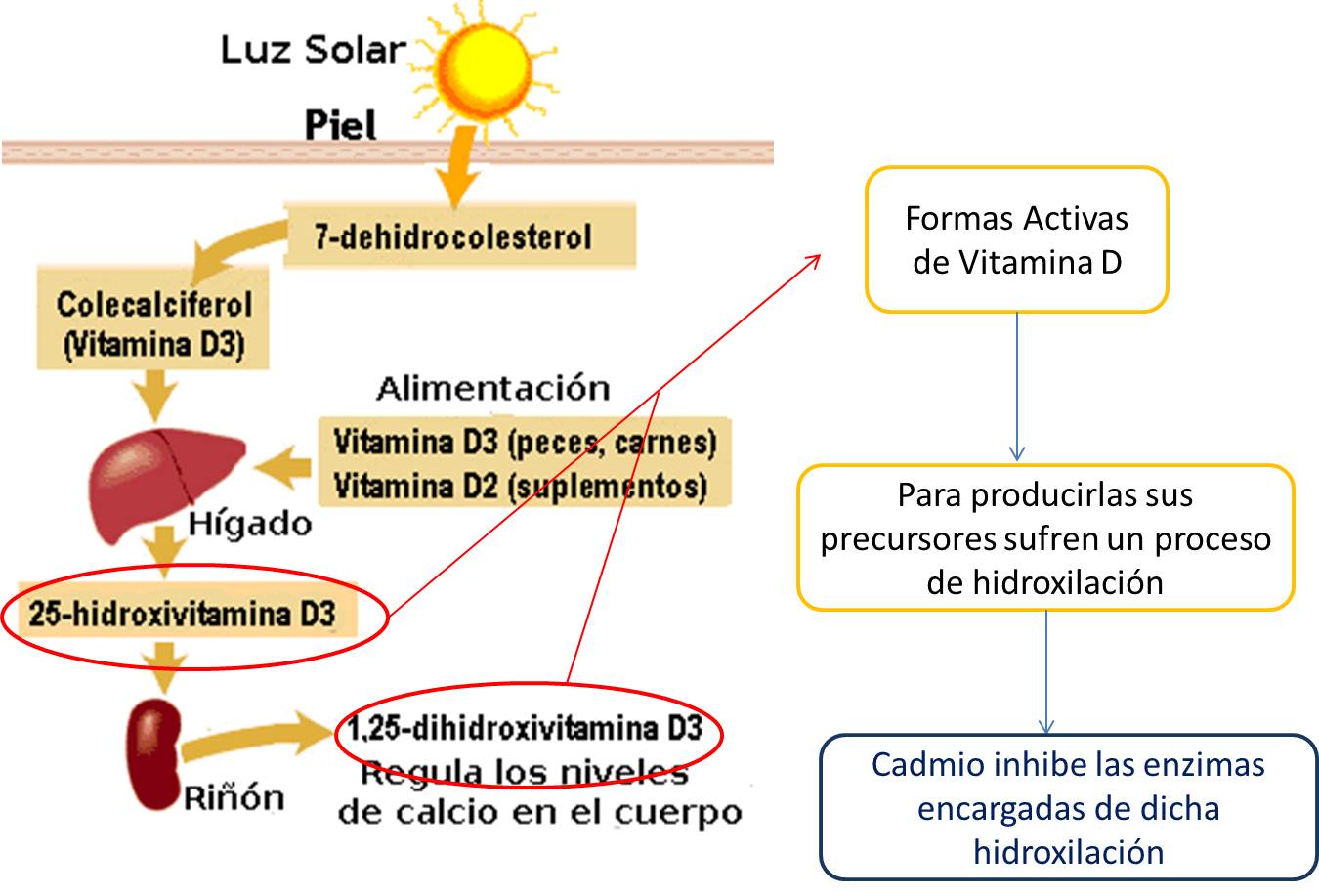 S ntesis y metabolismo de vitamina D